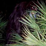 Le Skunk Ape