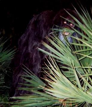 Image result for skunk ape sighting cary kanter police palm beach florida 1974