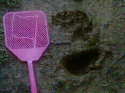 Empreinte Swift Peter