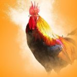 Coq Pedro