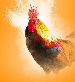 Coq Pedro