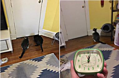 Les Chats d'Adam Les Chats d'Adam