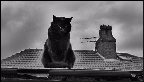 Chat sur un Toit