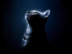Chat dans la Nuit