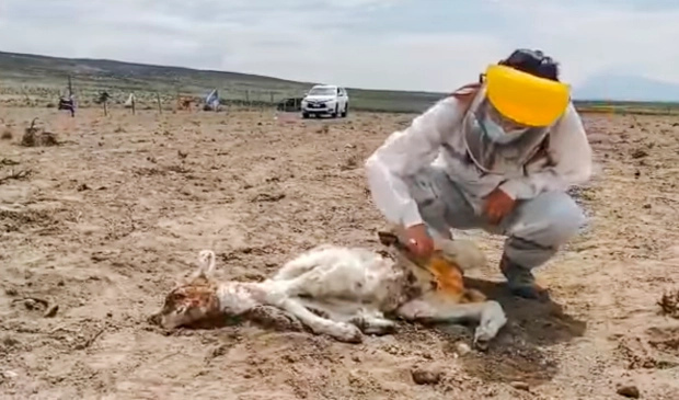 Bébé Lama Victime Présumée d'un Chupacabra