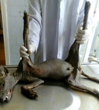 Chupacabra capturé en Ukraine