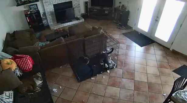 Chiens dans une maison hantée