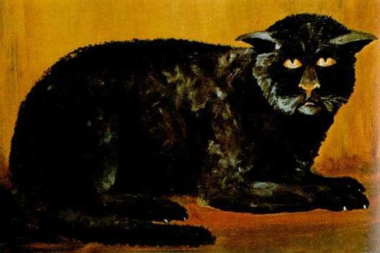 Chat noir killakee house
